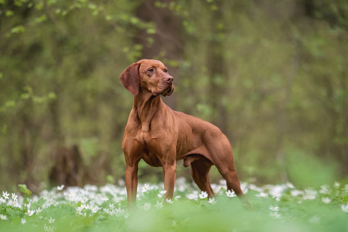 Vizsla