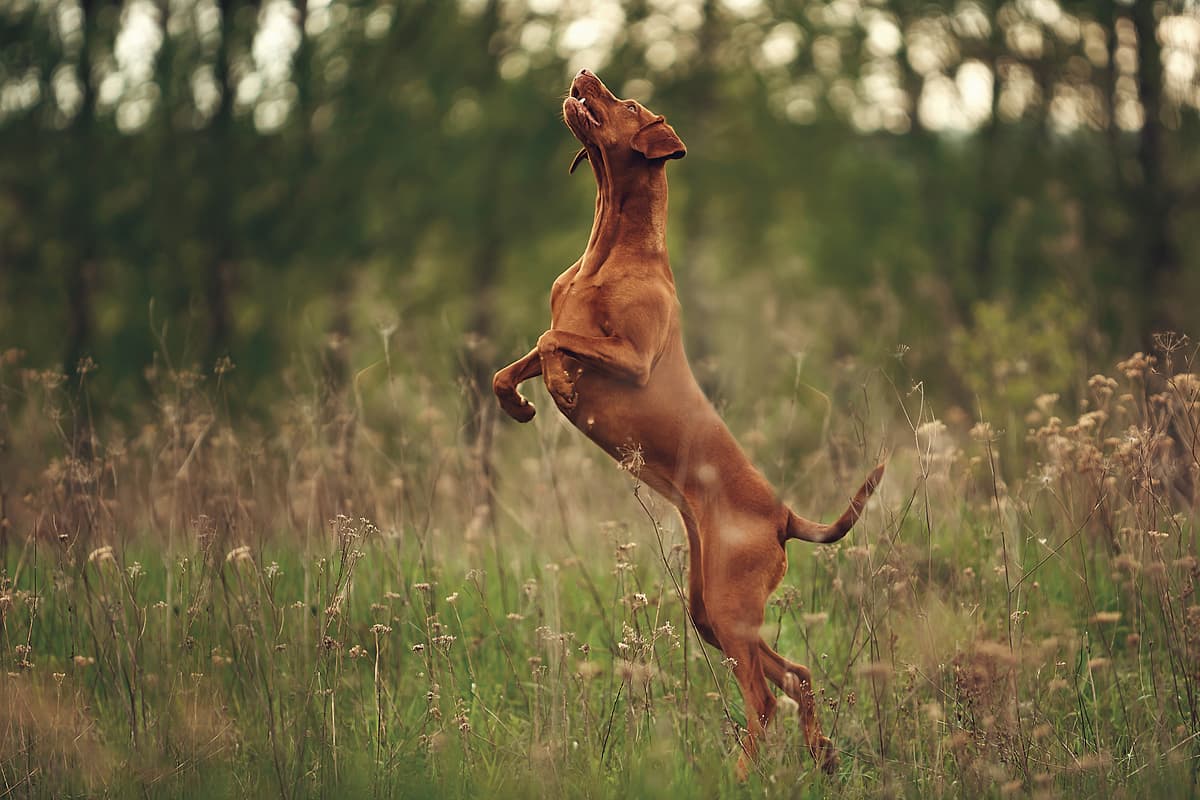 Vizsla with family