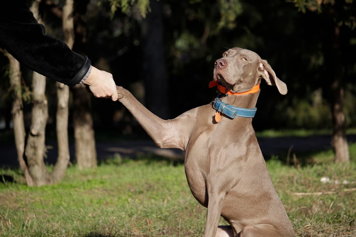 Weimaraner Korthaar