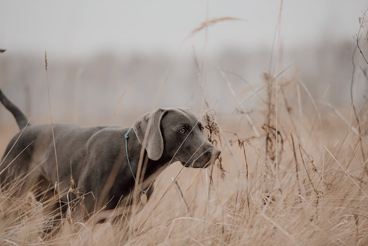 Weimaraner Korthaar