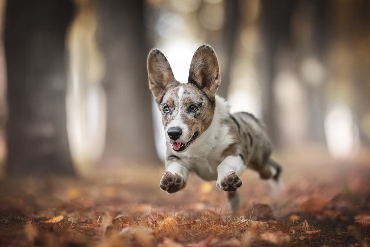 Welsh Corgi (Cardigan/Pembroke) with family