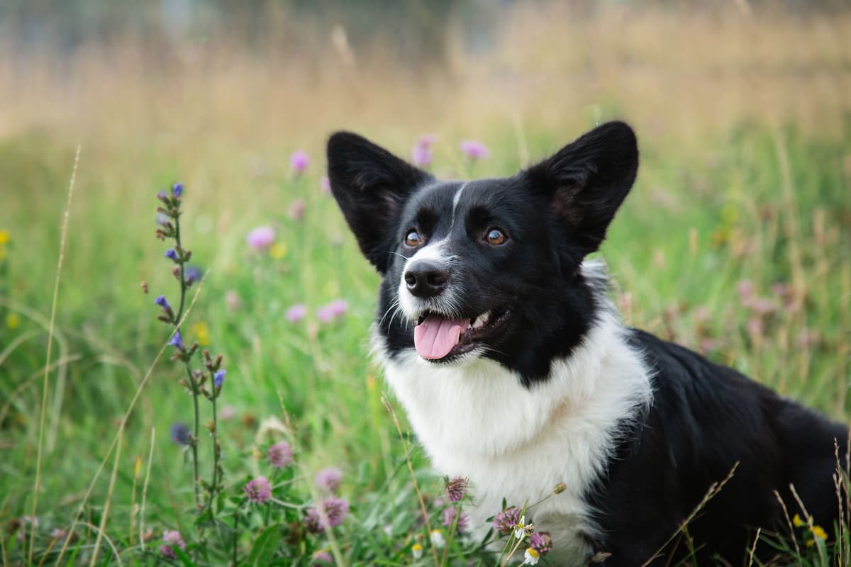 Welsh Corgi (Cardigan/Pembroke)
