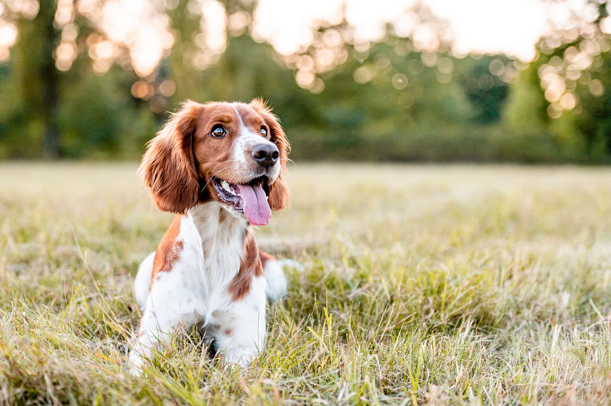 Welsh Springer Spaniel
