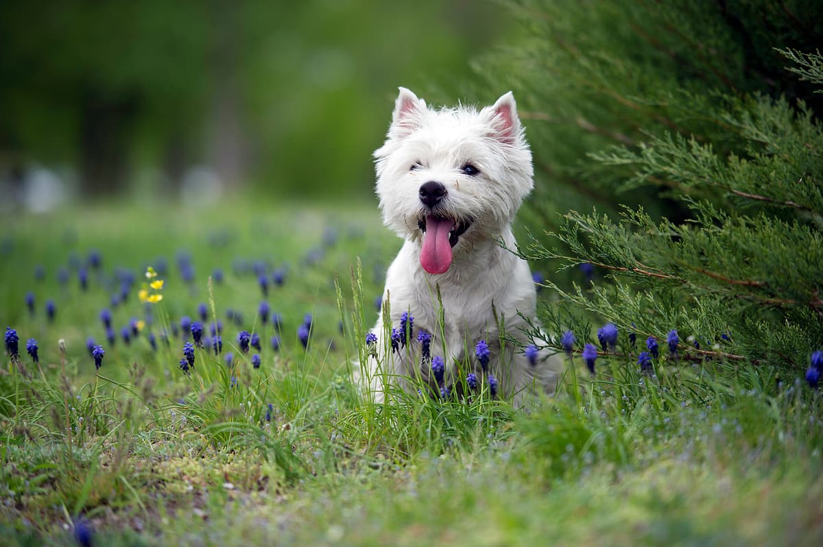 West Highland White Terrier playing