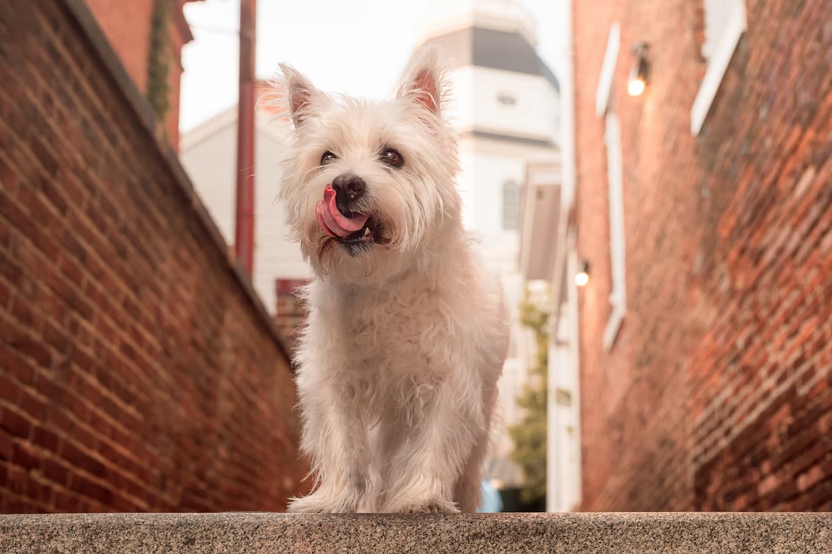 West Highland White Terrier with family