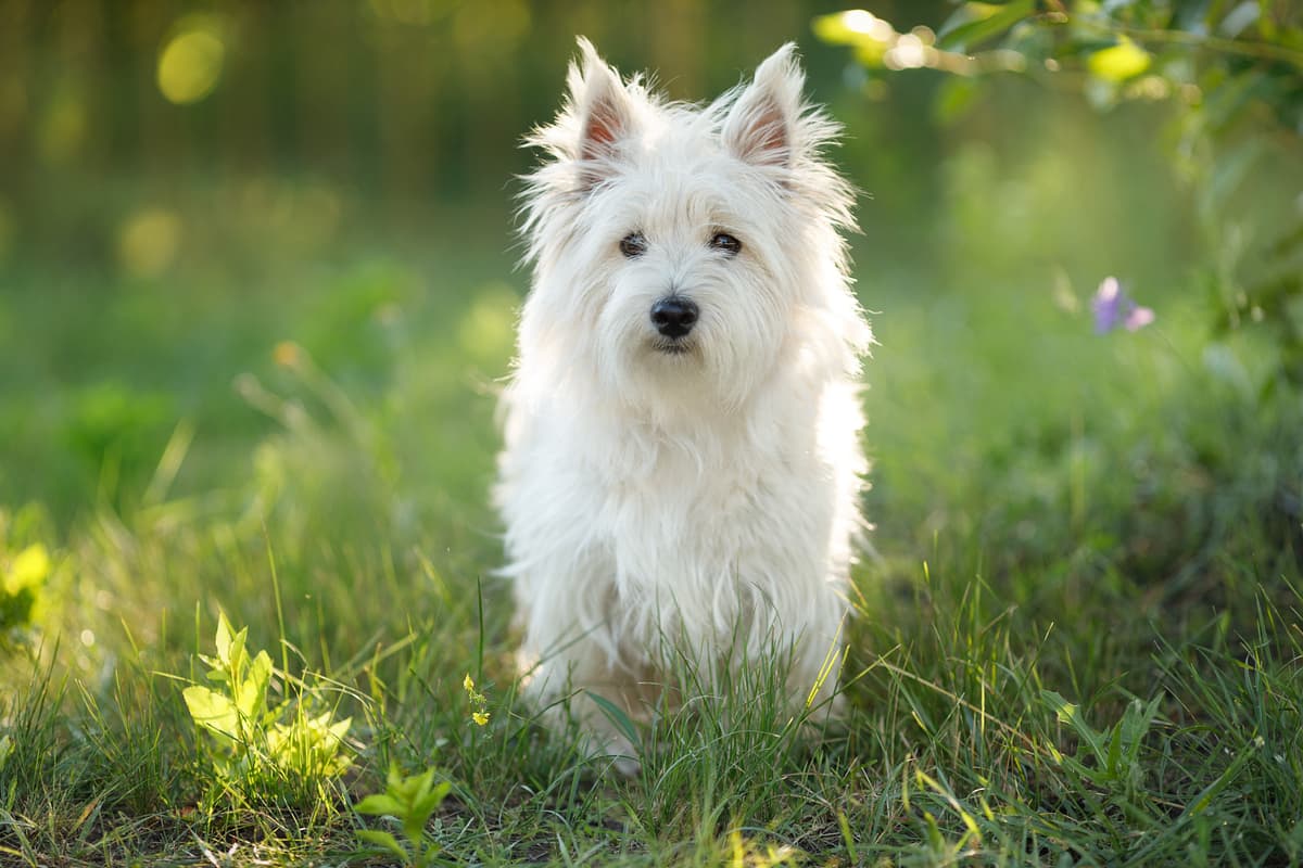West Highland White Terrier
