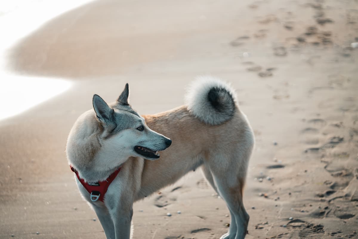 West Siberian Laika playing