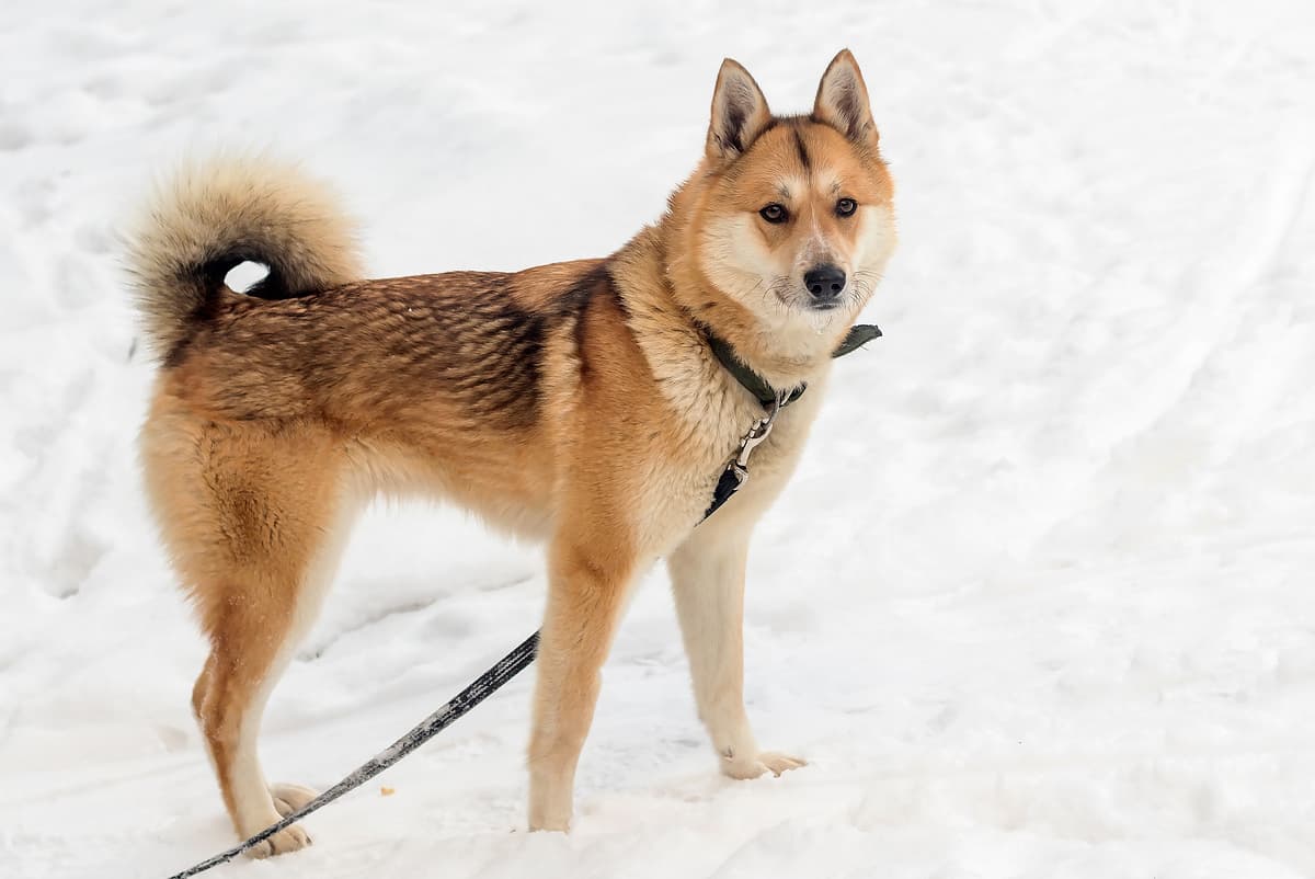West Siberian Laika with family
