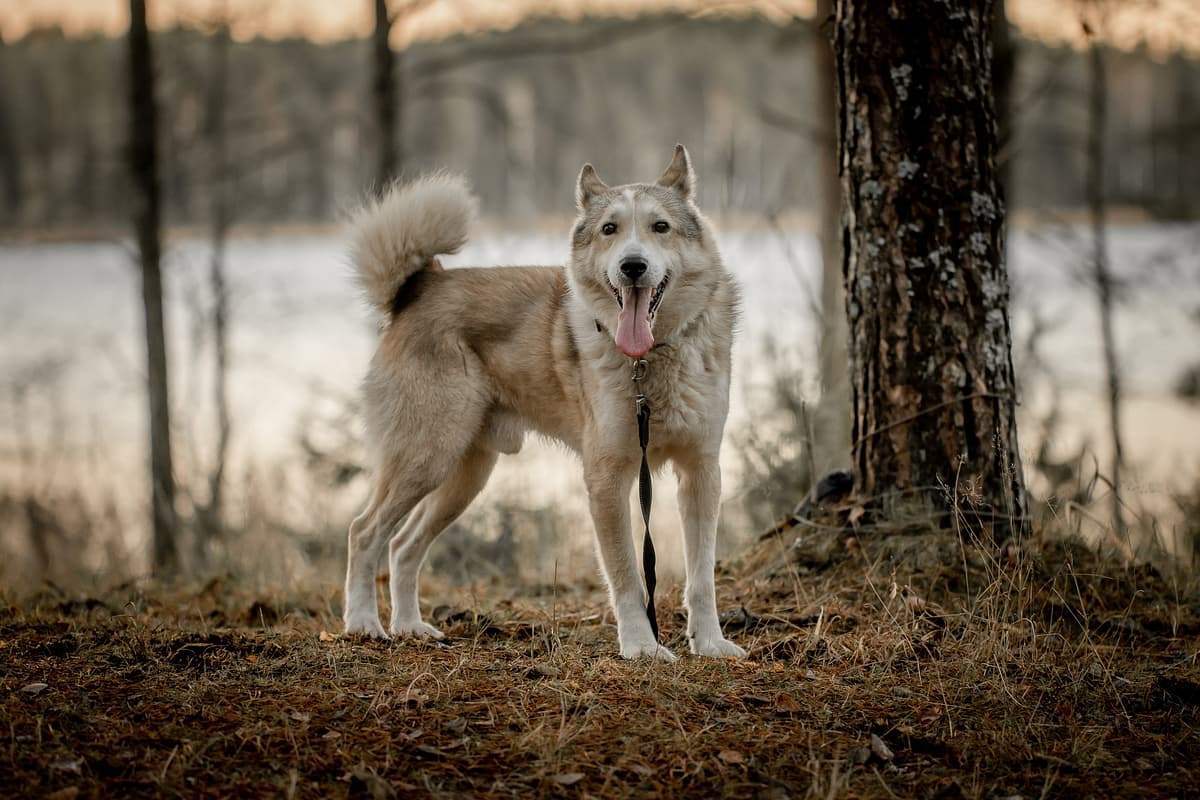 West Siberian Laika