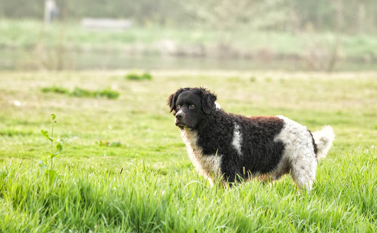 Wetterhoun playing