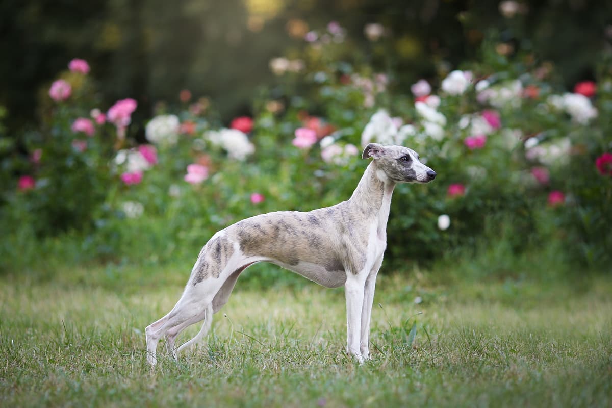 Whippet