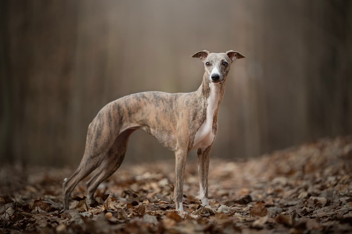 Whippet playing