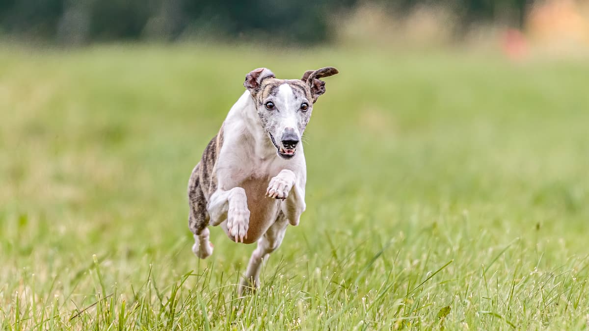 Whippet with family