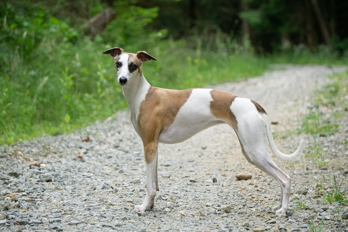 Whippet