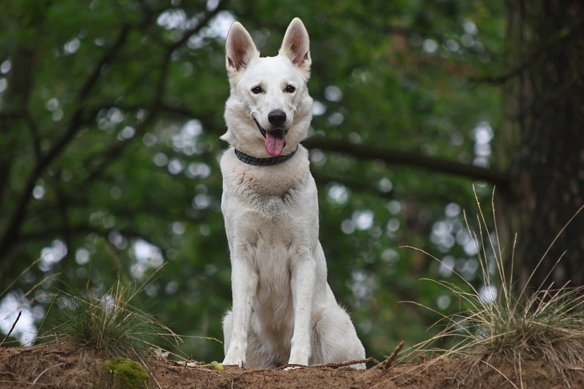 Witte Herder playing