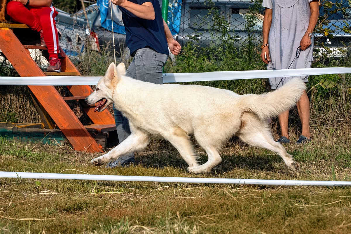 Witte Herder