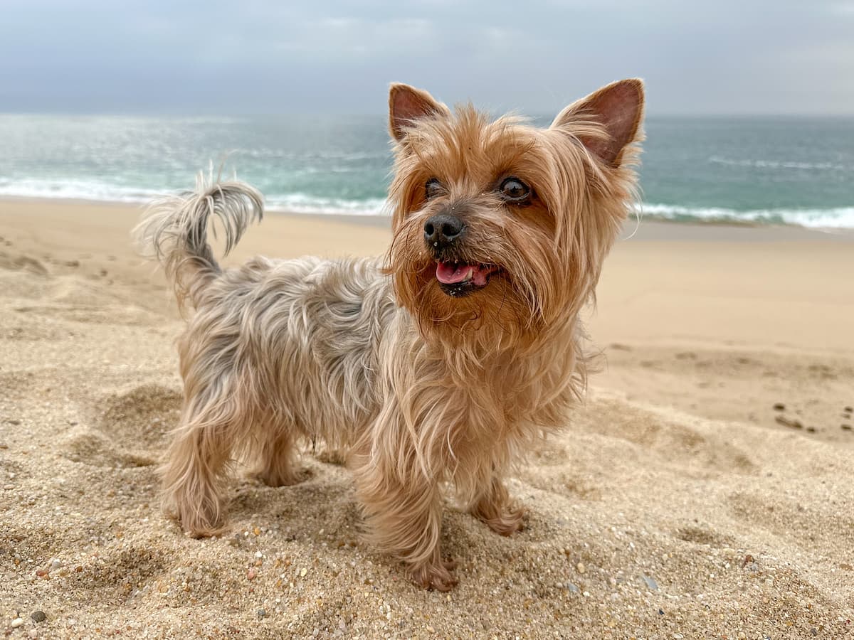 Yorkshire Terrier with family