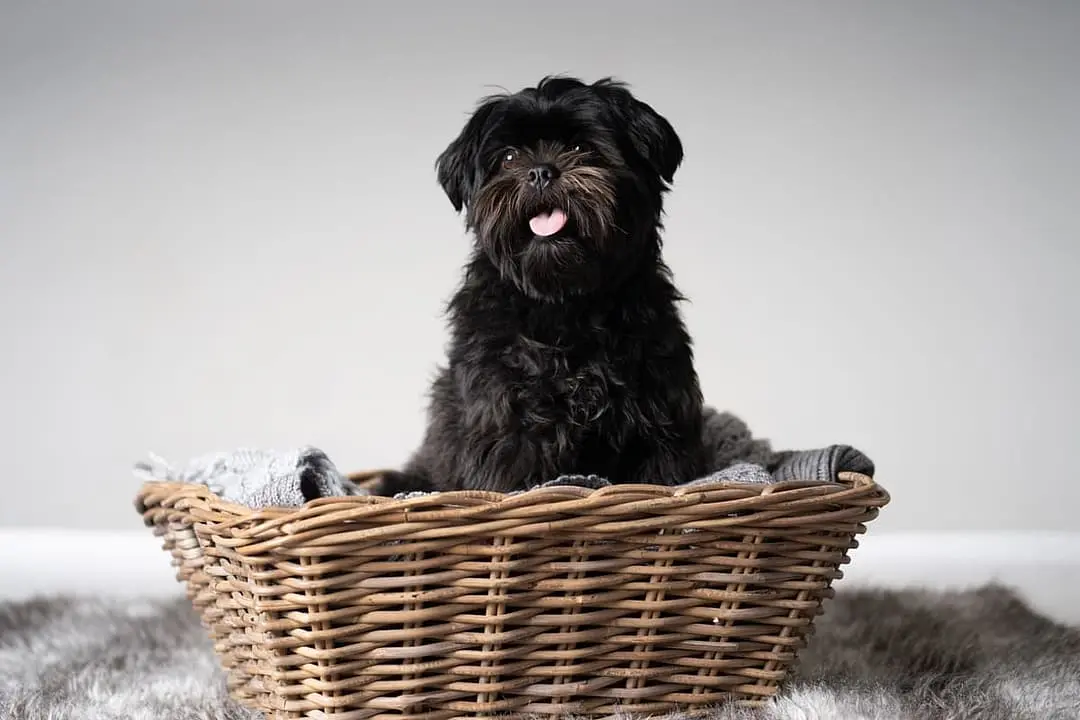 Affenpinscher playing