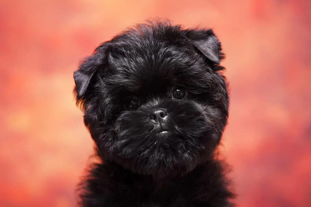 Affenpinscher with family