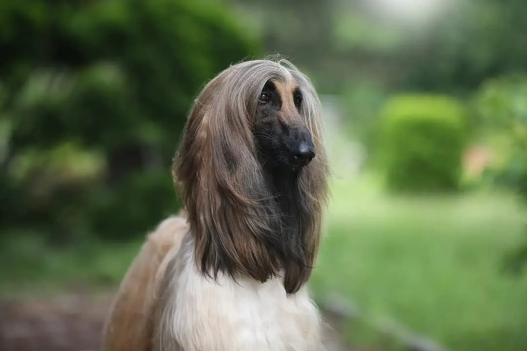 Afghaanse Windhond with family