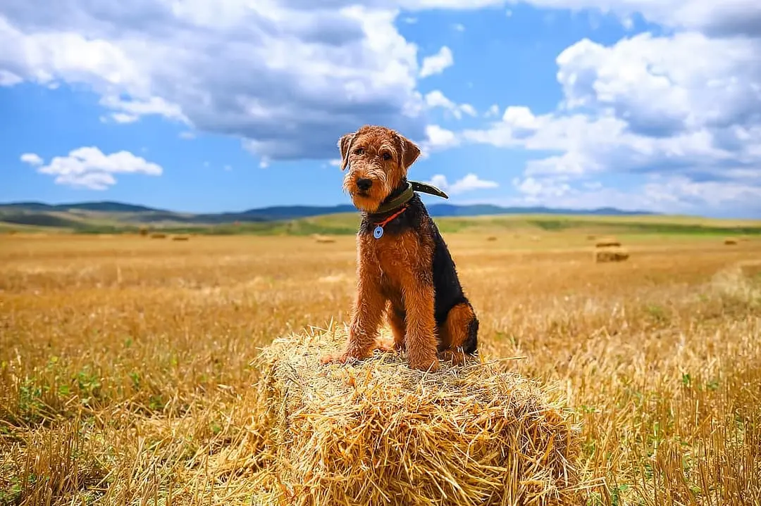 Airedale Terrier with family