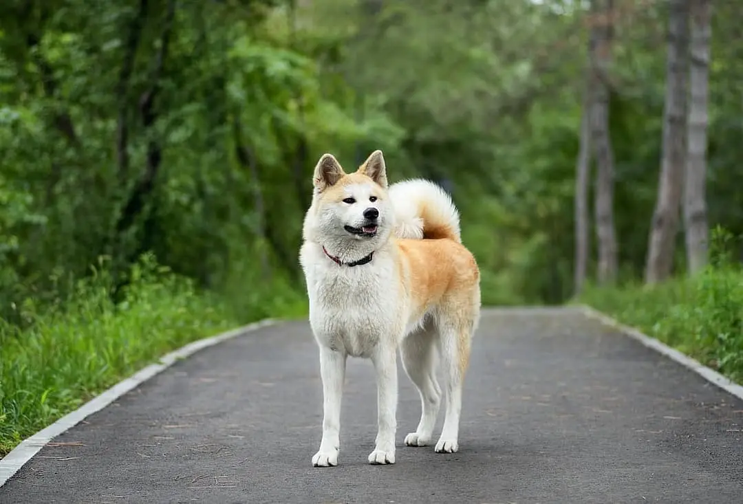 Akita with family