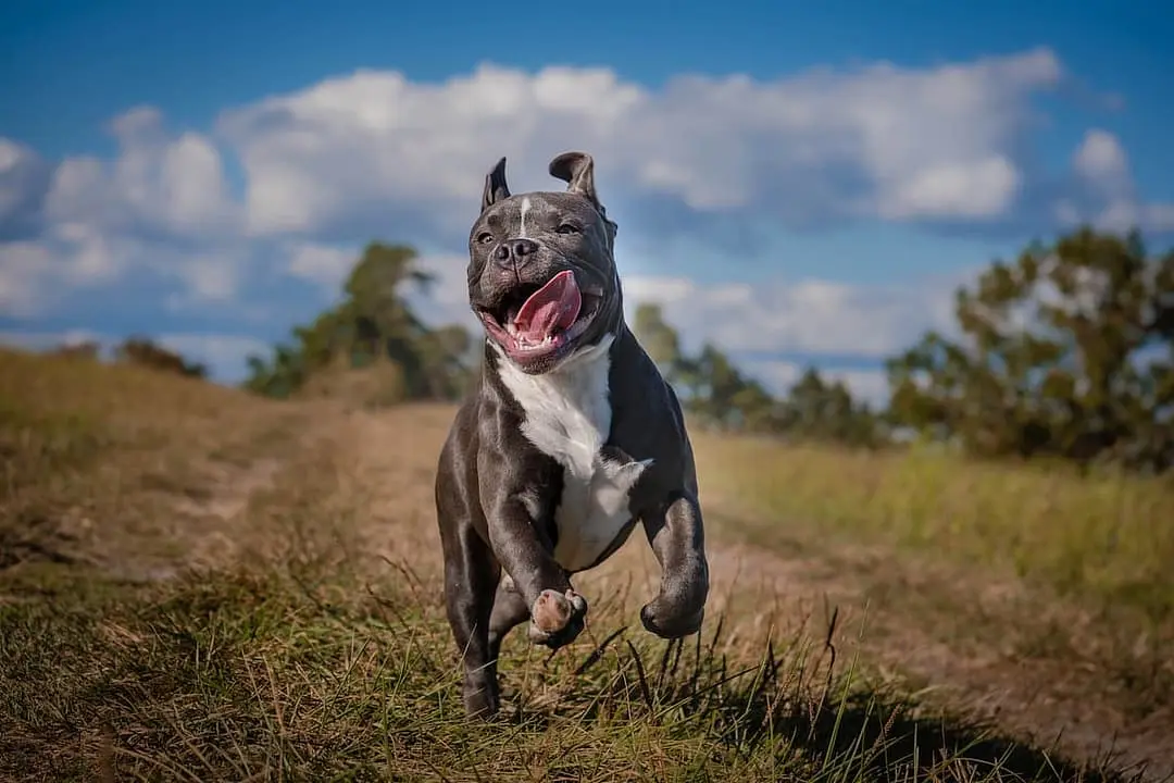 American Bully