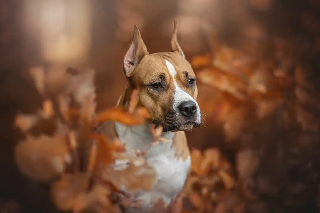 American Staffordshire Terrier playing