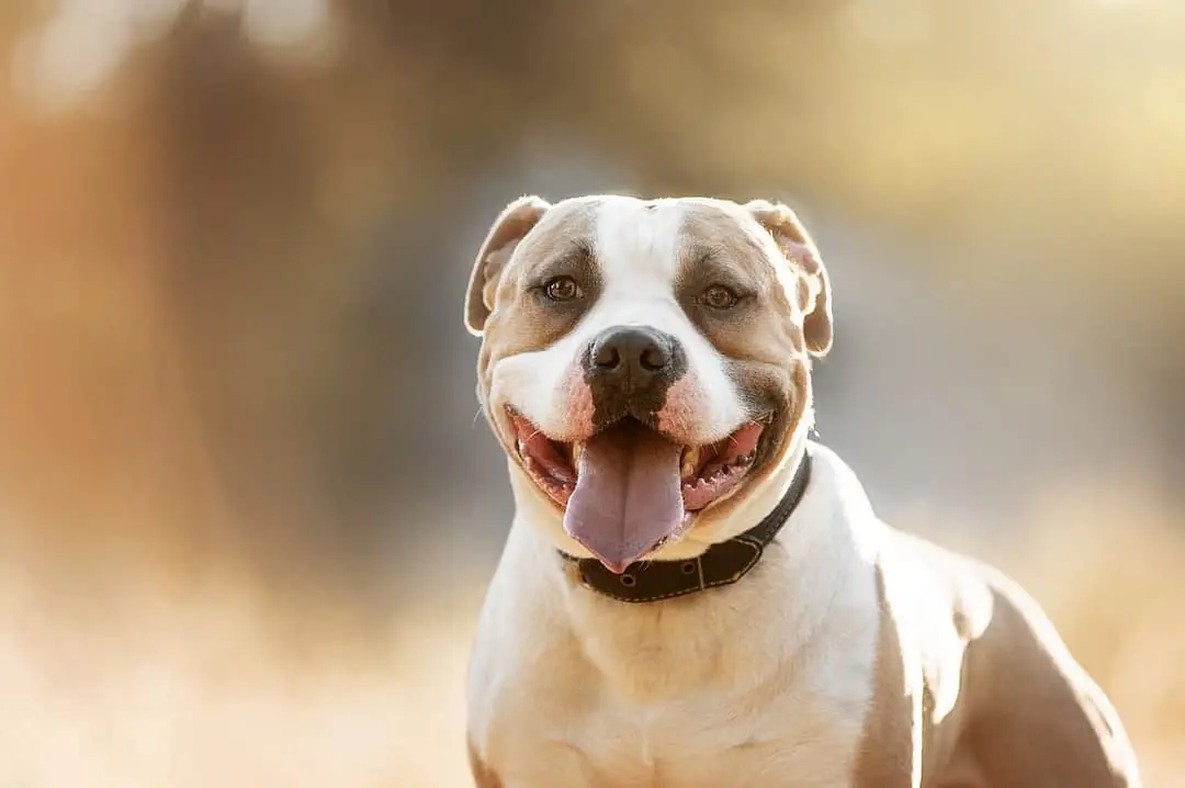 American Staffordshire Terrier with family