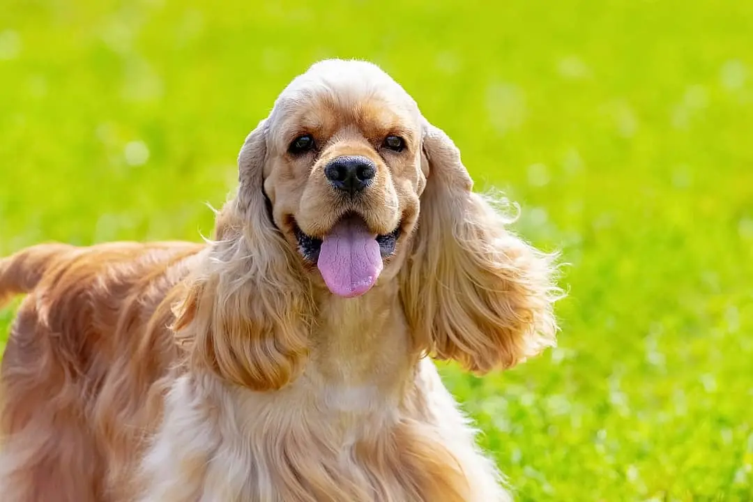 Amerikaanse Cocker Spaniel
