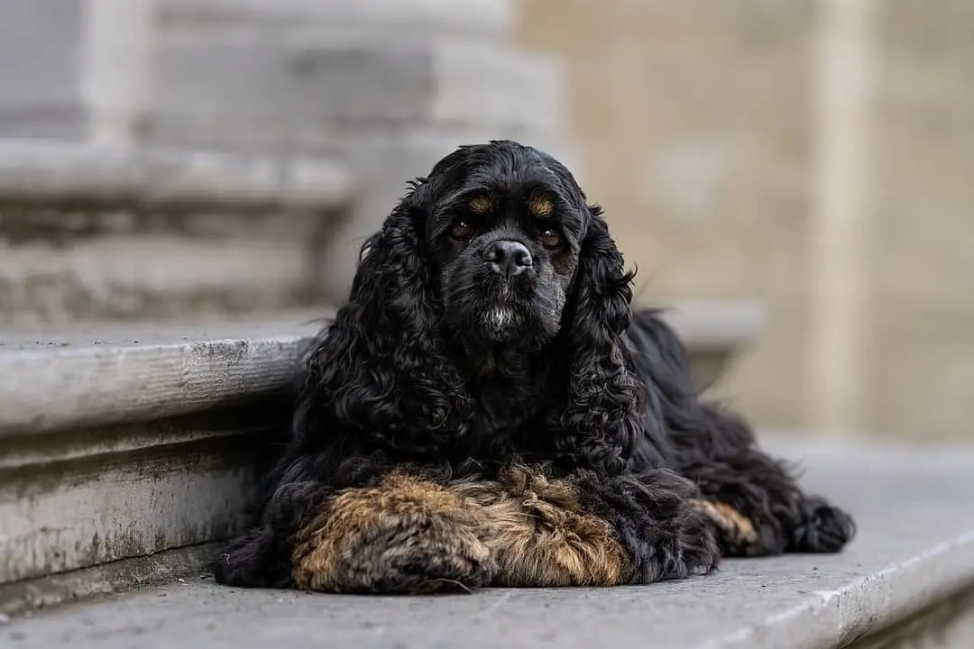 Amerikaanse Cocker Spaniel