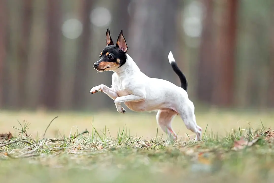 Amerikaanse ToyTerrier