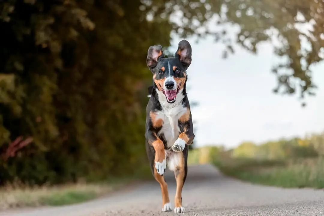 Appenzeller Sennenhond playing