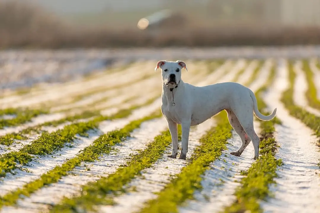 Argentijnse Dog playing