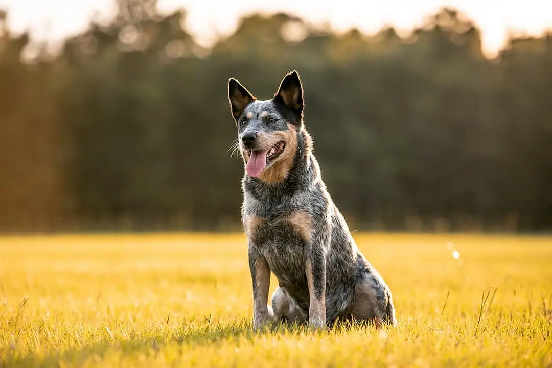 Australian Cattle dog