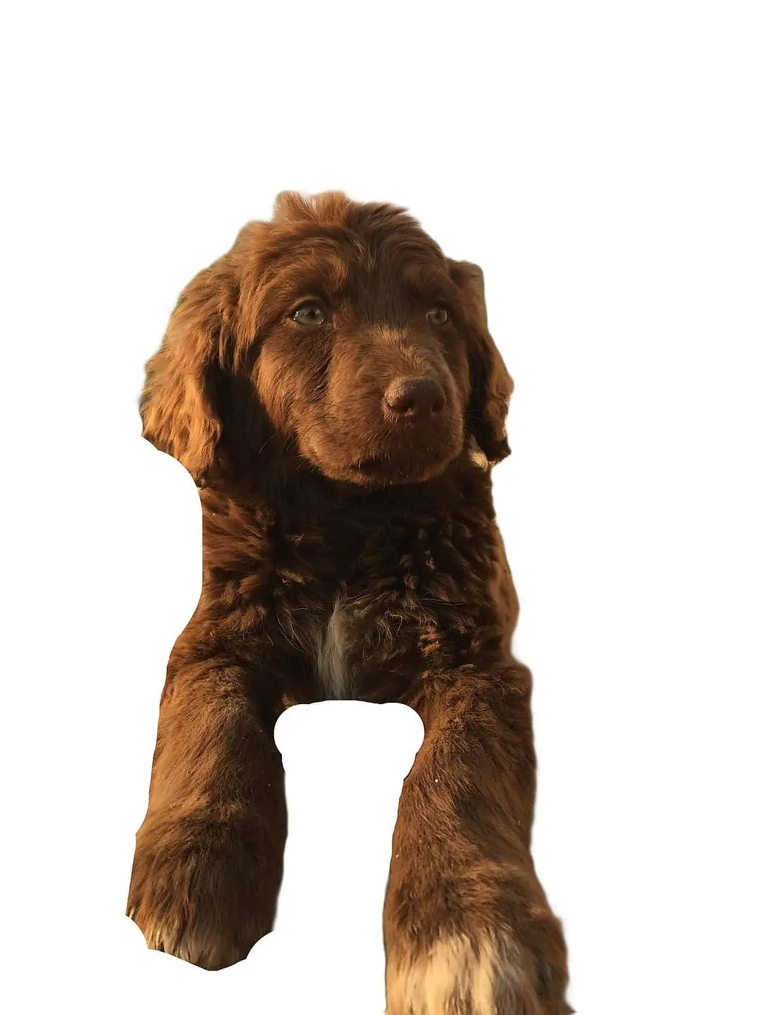 Australian Cobberdog