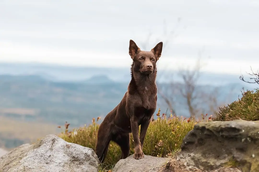 Australian Kelpie