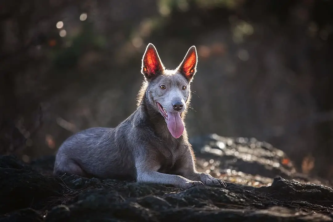 Australian Kelpie playing