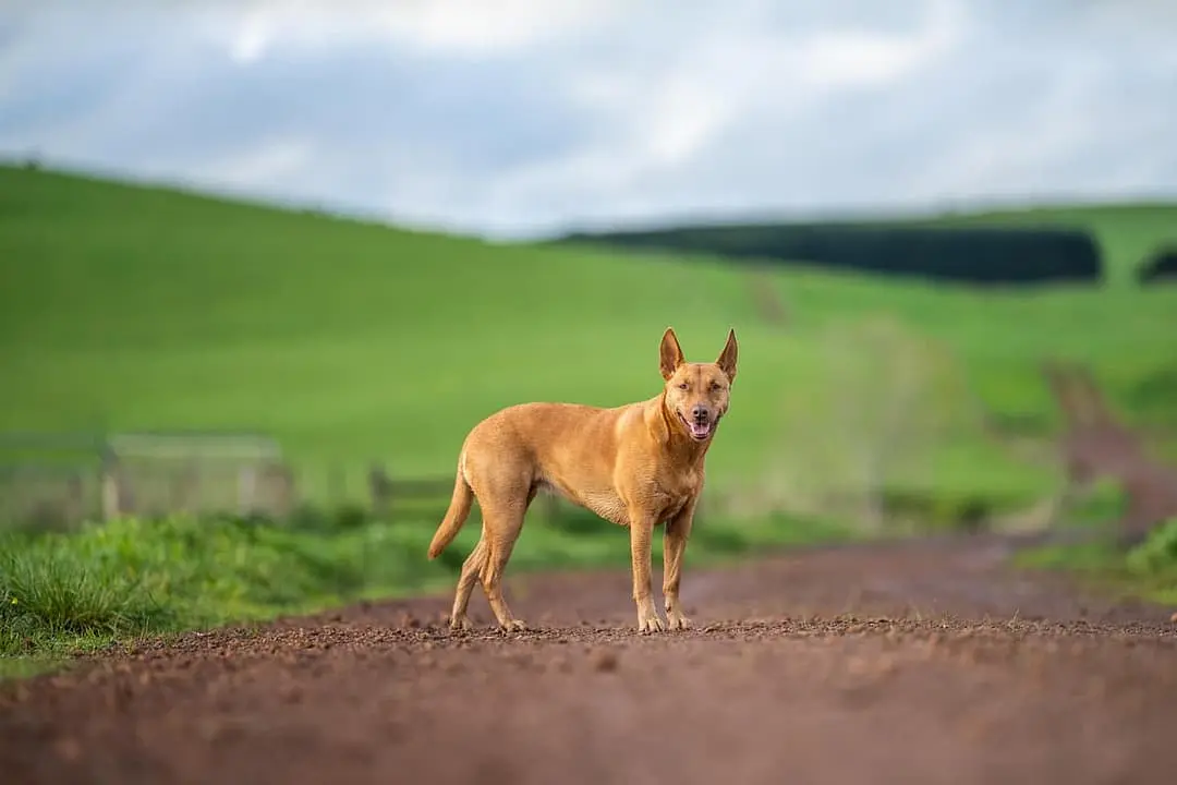 Australian Kelpie