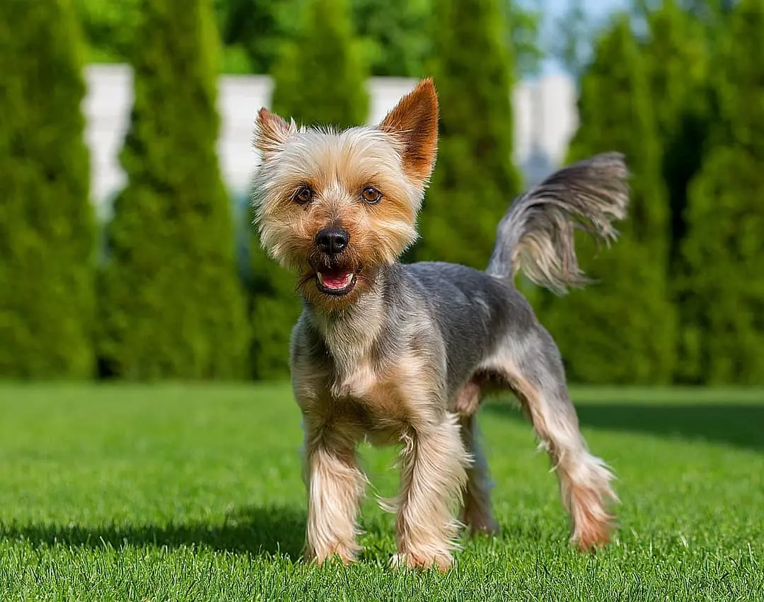Australian Silky Terrier playing