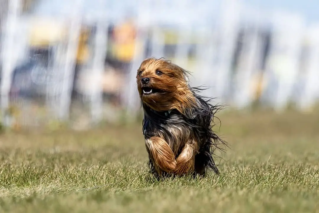 Australian Silky Terrier with family