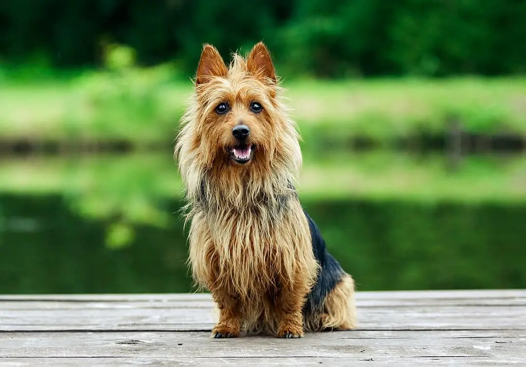 Australian Silky Terrier