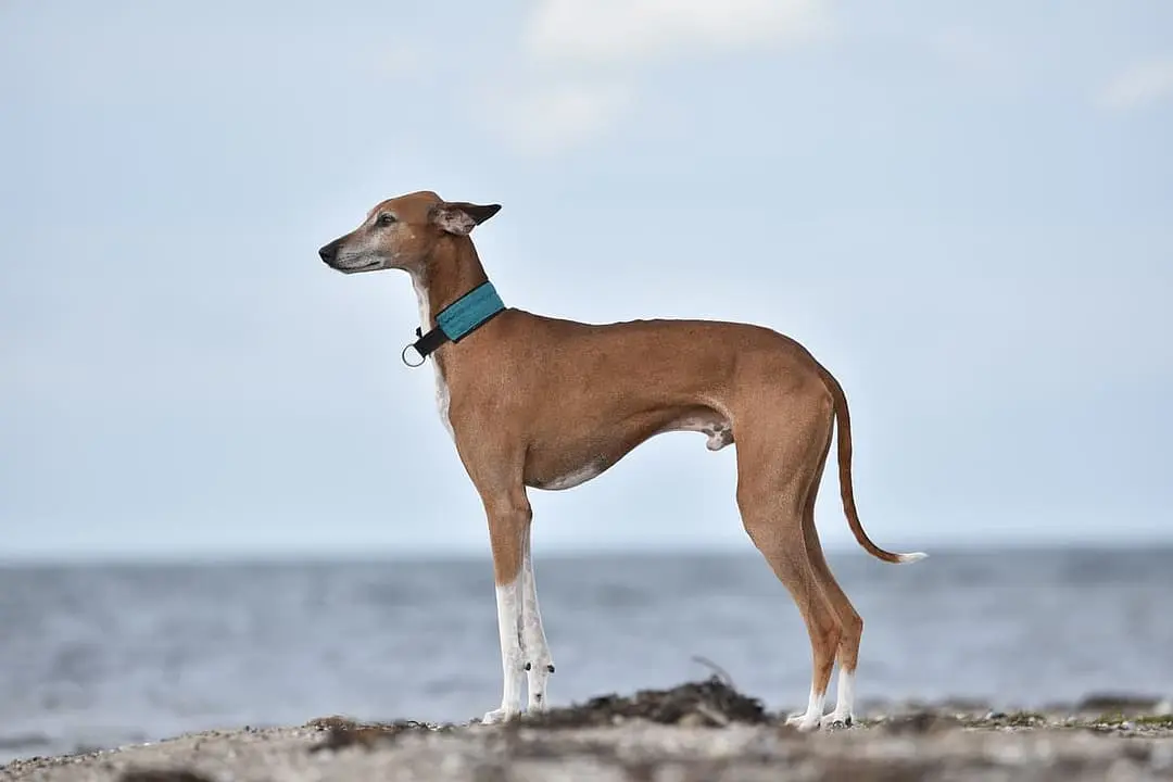 Azakwakh with family