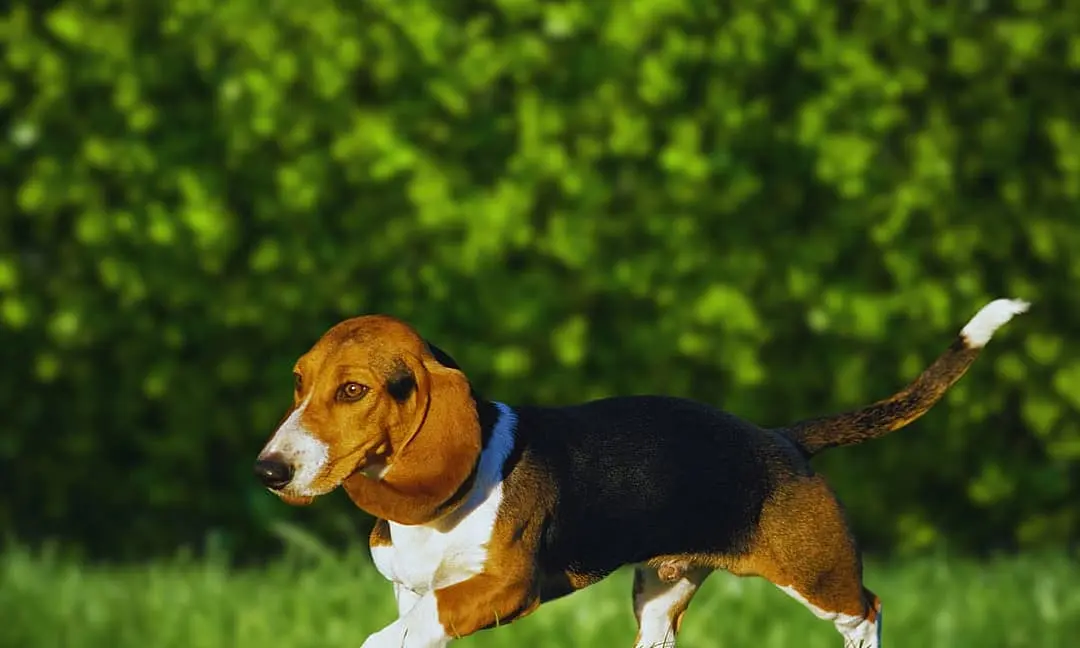 Basset Artesien Normand playing