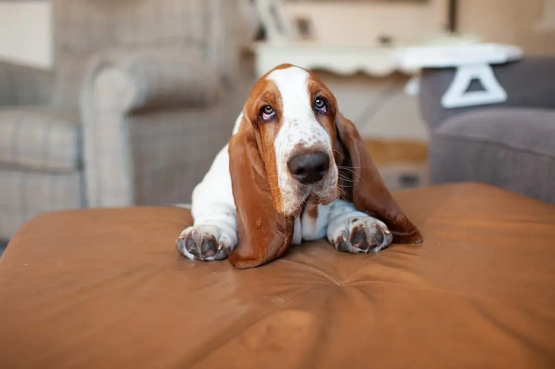 Basset Artesien Normand with family