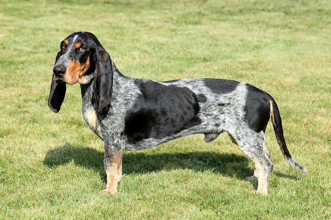 Basset Bleu de Gascogne playing