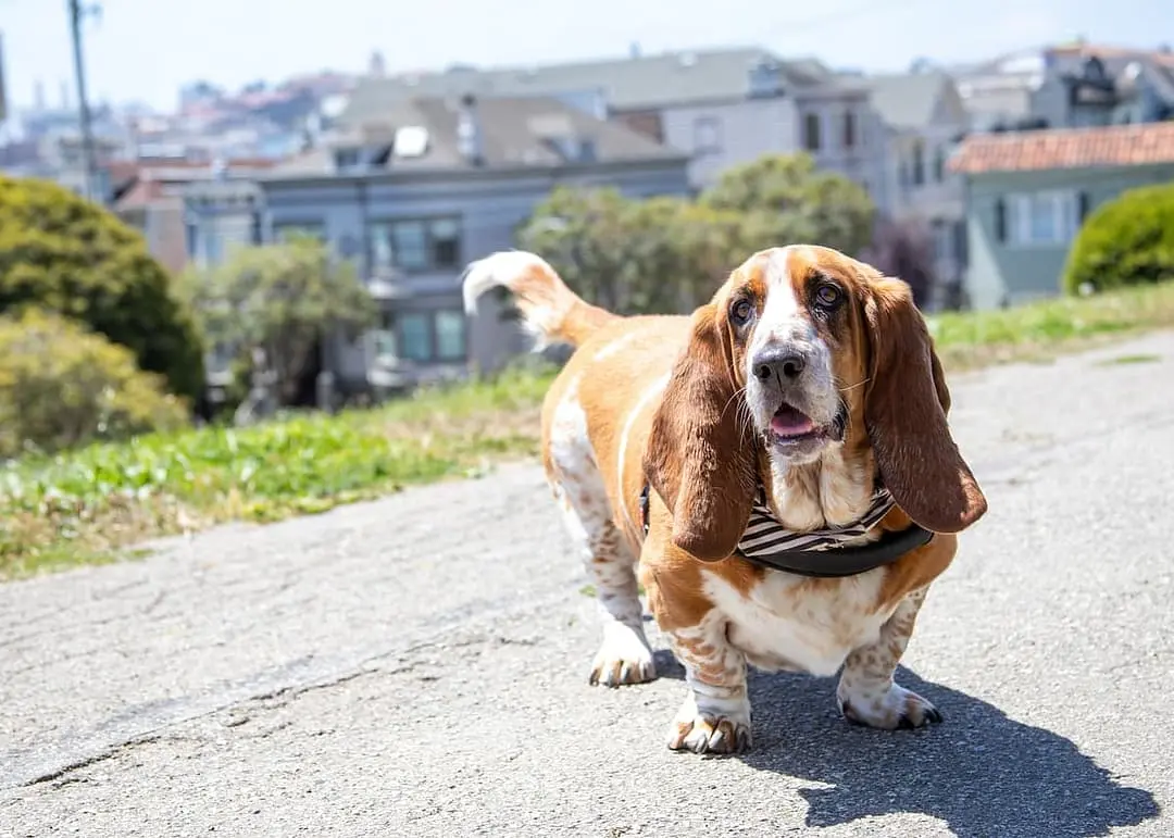 Basset Bleu de Gascogne
