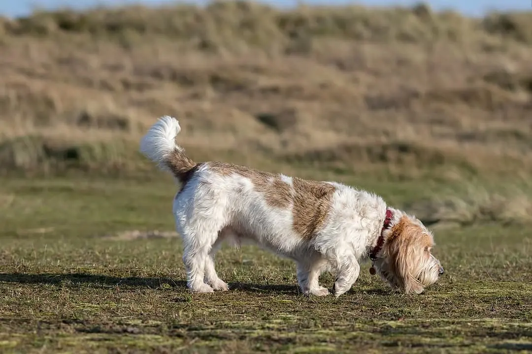 Basset Griffon Vendeen playing