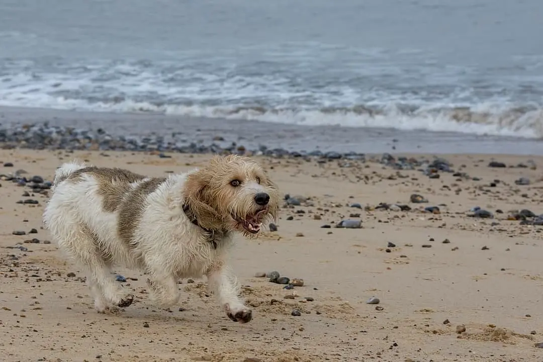 Basset Griffon Vendeen with family