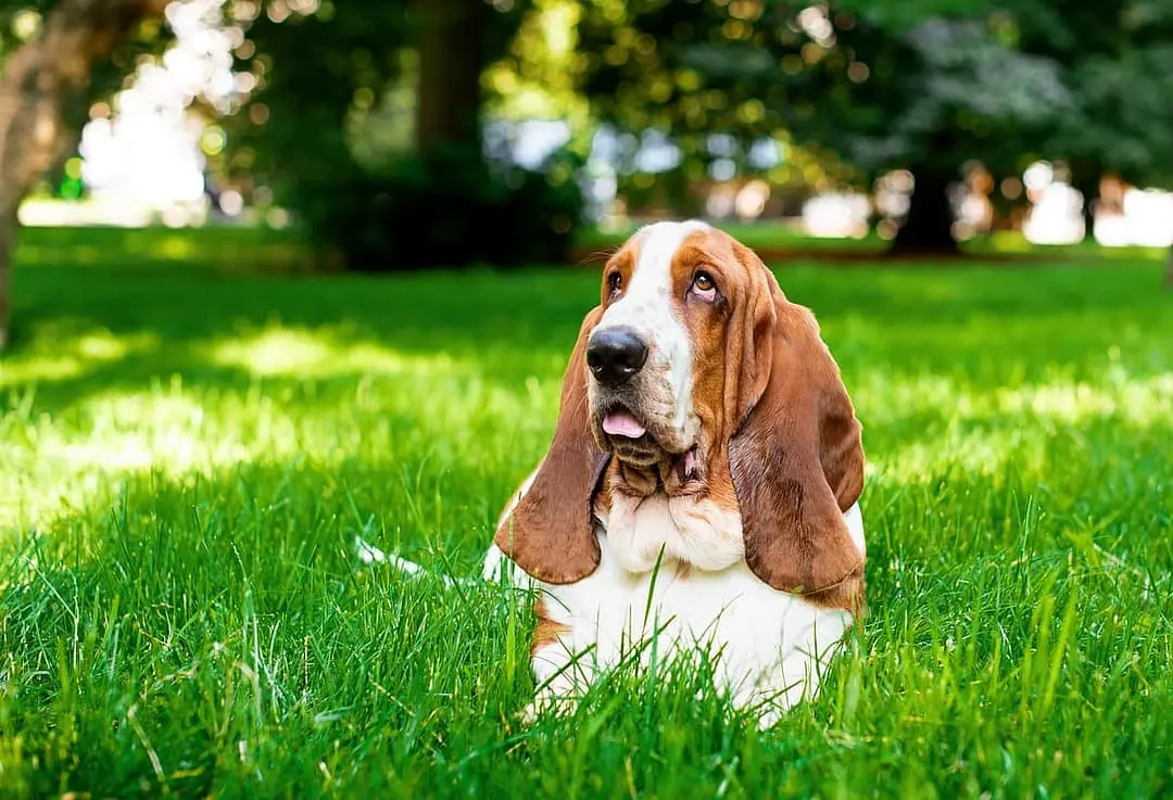 Basset Hound